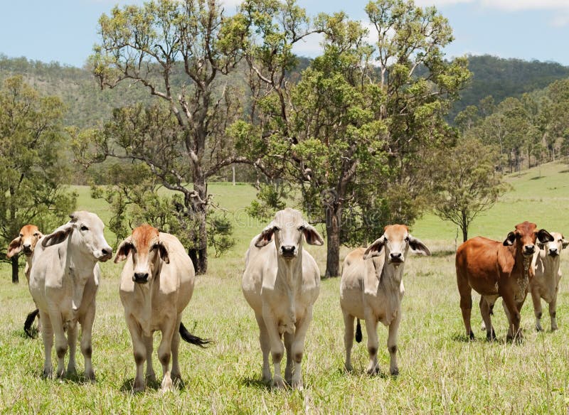 Australian countryside farm scene with herd of beef cattle cows and gum trees. Australian countryside farm scene with herd of beef cattle cows and gum trees