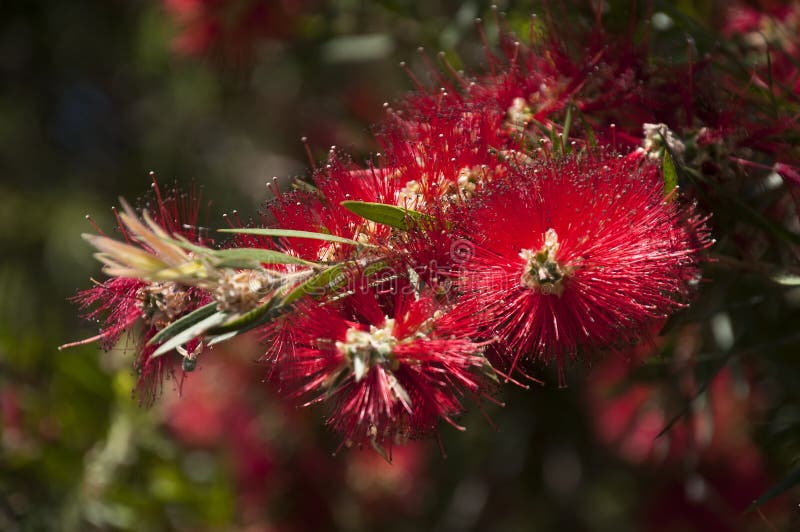 Австралийские родные цветки bottlebrush стоковое изображение rf Австралийские родные цветки bottlebrush стоковое изображение rf