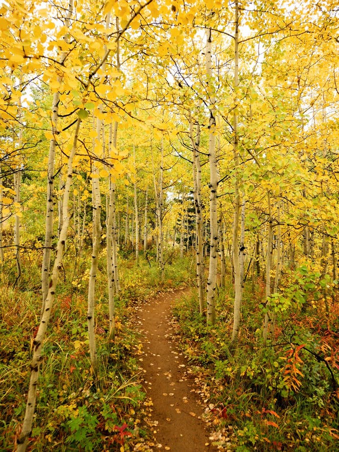 Autum Aspens hiking trail. Autum Aspens hiking trail