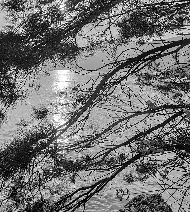 Адриатический, monochrome ландшафт лета моря: лучи заходящего солнца через ветви сосны стоковое фото Адриатический, monochrome ландшафт лета моря: лучи заходящего солнца через ветви сосны стоковое фото