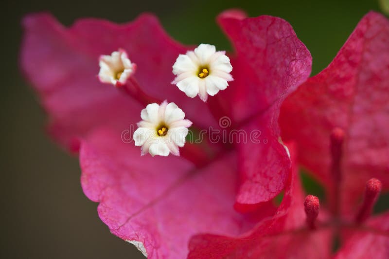 Focus of azaleas, macro filming. Focus of azaleas, macro filming.