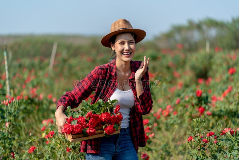 Asian Farmers woman holding the rose bush in Rose Garden. Asian Young woman smelling and holding a rose flower in the wonderful rose garden. valentineâ€™s day. Asian Farmers woman holding the rose bush in Rose Garden. Asian Young woman smelling and holding a rose flower in the wonderful rose garden. valentineâ€™s day