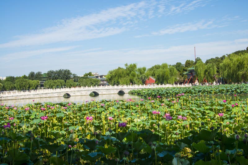 Азия Китай, Пекин, парк Beihai, пруд ŒLotus ¼ landscapeï лета, каменный мост стоковые изображения rf Азия Китай, Пекин, парк Beihai, пруд ŒLotus ¼ landscapeï лета, каменный мост стоковые изображения rf