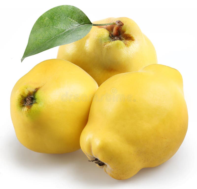 Quince on a white background. Quince on a white background