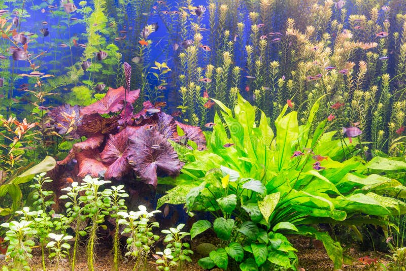 Аквариум с пестроткаными водорослями и экзотическими рыбами стоковое фото rf Аквариум с пестроткаными водорослями и экзотическими рыбами стоковое фото rf