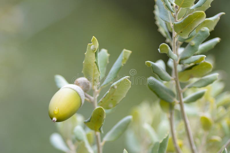 Акорн Quercus ilex является характерным плодом дуба стоковая фотография rf Акорн Quercus ilex является характерным плодом дуба стоковая фотография rf