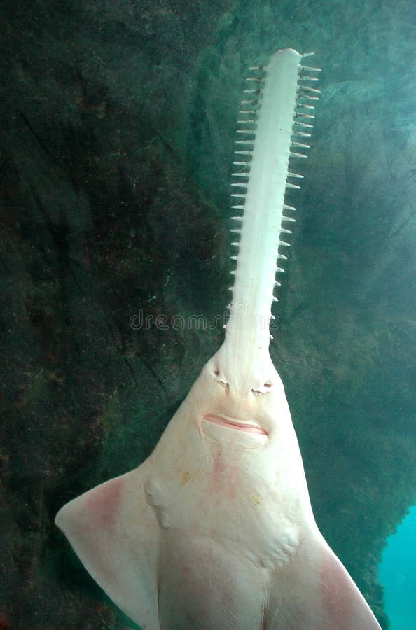 акула sawfish акула sawfish