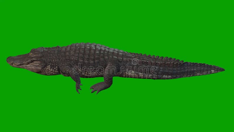 аллигаторы ходячие сцены 3d визуализация анимации на зеленом экране бесплатная иллюстрация