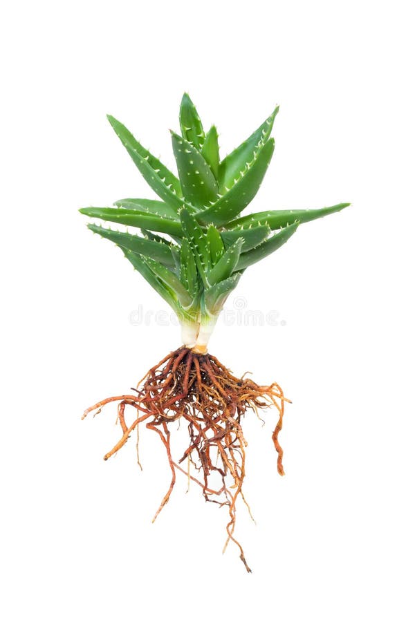 Whole aloe vera &#x28;leaves and root&#x29; isolated on white background. Whole aloe vera &#x28;leaves and root&#x29; isolated on white background.