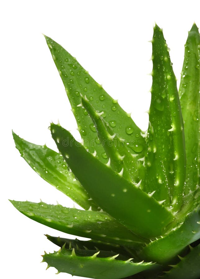Aloe Vera with water drops isolated on white. Aloe Vera with water drops isolated on white
