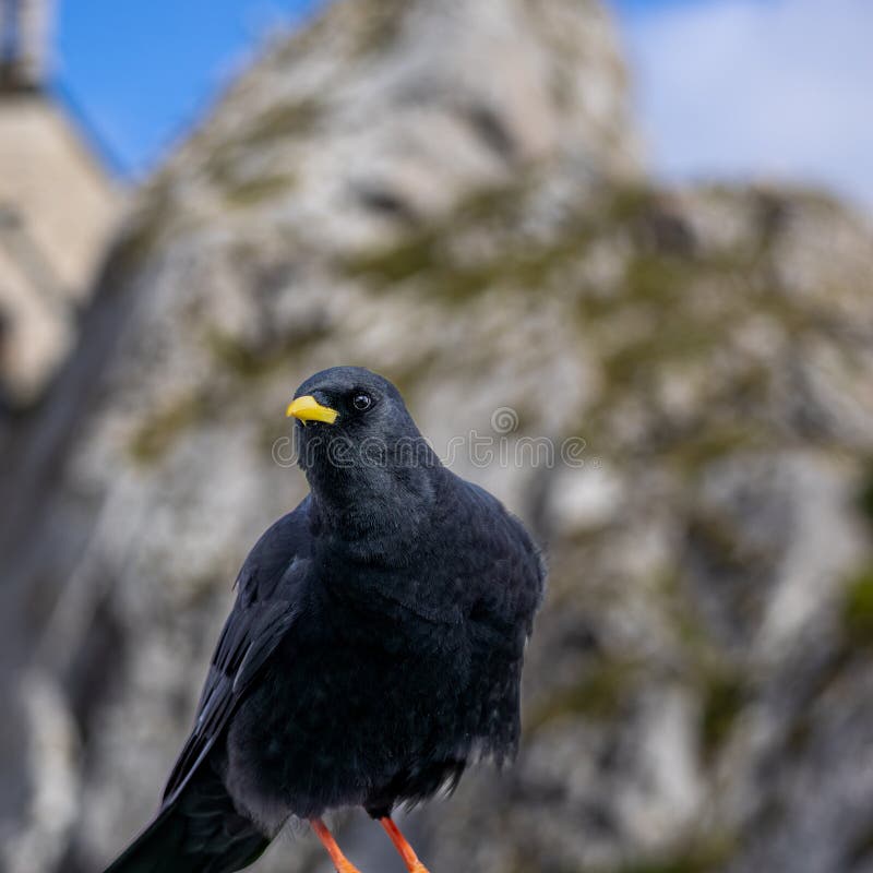 The Alpine chough is a bird species that belongs to the crow family and is found in mountainous regions of Europe and Asia 1. It has glossy black plumage, a yellow beak, and red legs 12. The bird is known for its distinctive calls and its buoyant acrobatic flight with widely spread flight feathers 12. The Alpine chough pairs for life and displays fidelity to its breeding site, which is usually a cave or crevice in a cliff face 1. It feeds on insects, seeds, and carrion, and is often seen in groups 2. The Alpine chough is a bird species that belongs to the crow family and is found in mountainous regions of Europe and Asia 1. It has glossy black plumage, a yellow beak, and red legs 12. The bird is known for its distinctive calls and its buoyant acrobatic flight with widely spread flight feathers 12. The Alpine chough pairs for life and displays fidelity to its breeding site, which is usually a cave or crevice in a cliff face 1. It feeds on insects, seeds, and carrion, and is often seen in groups 2.