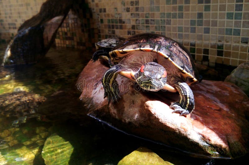 Американская пресноводная Красно-bellied ушастая черепаха желт-bellied черепаха - фото для кассет о природе стоковые изображения rf Американская пресноводная Красно-bellied ушастая черепаха желт-bellied черепаха - фото для кассет о природе стоковые изображения rf
