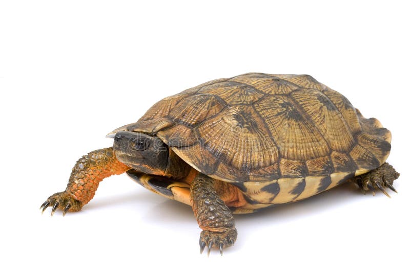 North American Wood Turtle (Glyptemys insculpta) on white background. North American Wood Turtle (Glyptemys insculpta) on white background.