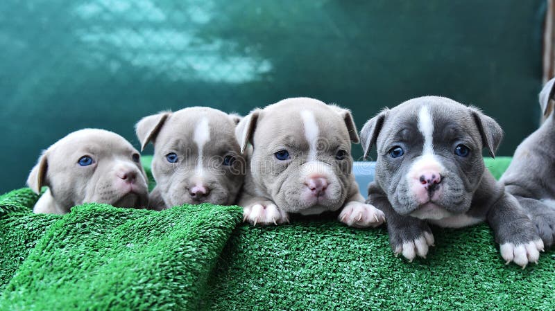 Cachorros american blue