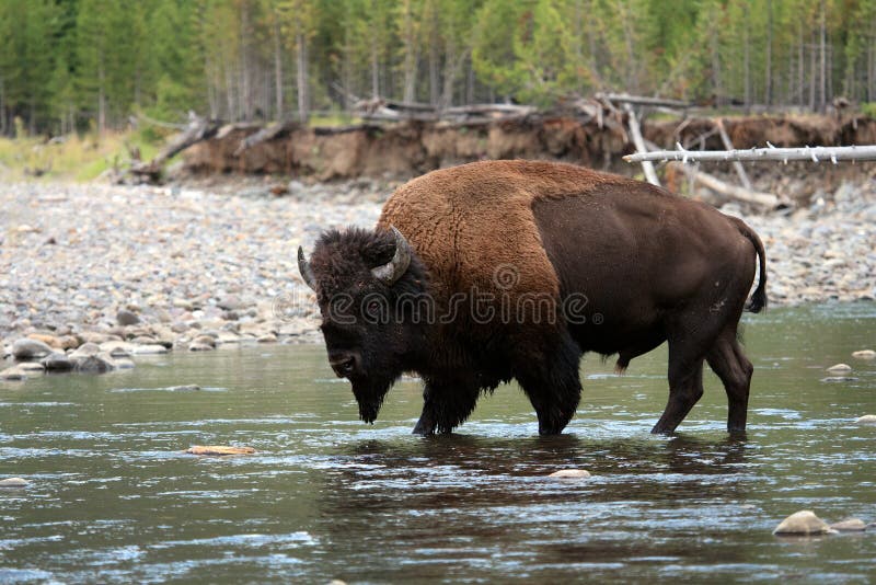 A large American Bison, often called a Buffalo, is walking in the water of Cache Creek in the back-country of Yellowstone National Park in Wyoming, U.S.A. Taken in the wilderness, this big male bison is looking at the viewer, almost posing for his picture. A large American Bison, often called a Buffalo, is walking in the water of Cache Creek in the back-country of Yellowstone National Park in Wyoming, U.S.A. Taken in the wilderness, this big male bison is looking at the viewer, almost posing for his picture.