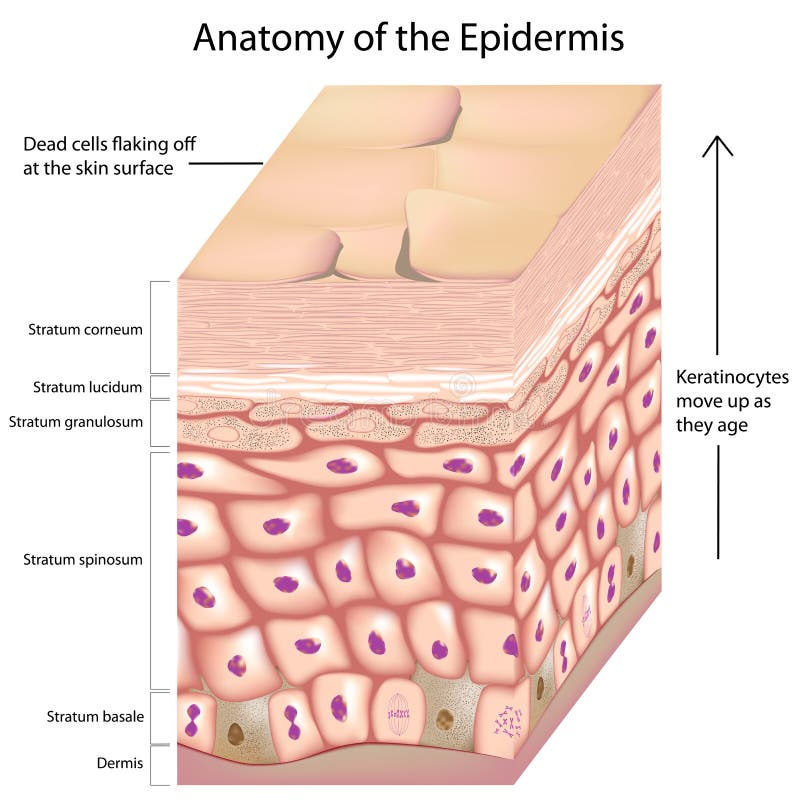 Layers of the skin epidermis with keratinocytes moving up as they age, eps8. Layers of the skin epidermis with keratinocytes moving up as they age, eps8