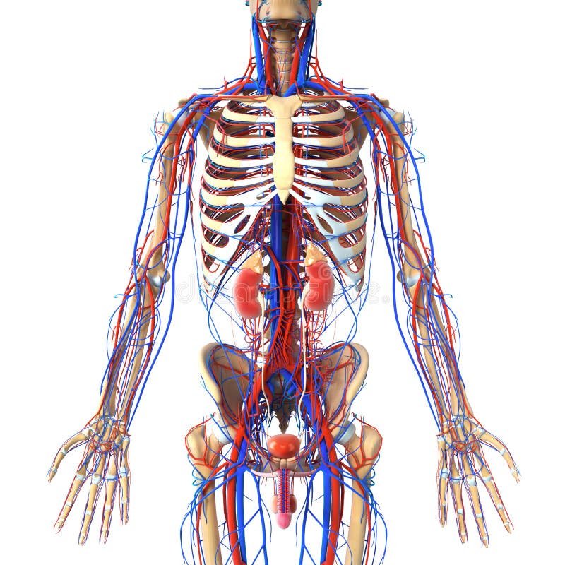 3D art illustration of anatomy of urinary system with veins and skeleton. 3D art illustration of anatomy of urinary system with veins and skeleton