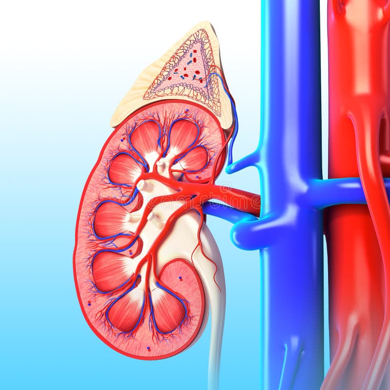 3D art illustration of anatomy of kidney in blue background. 3D art illustration of anatomy of kidney in blue background