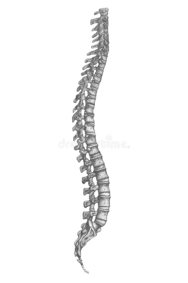 Anatomiclly correct drawing of a spine , good for design element. Anatomiclly correct drawing of a spine , good for design element