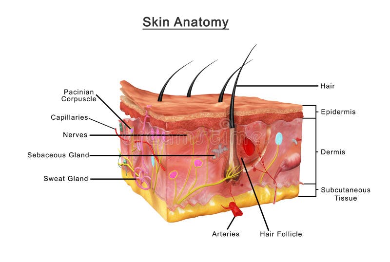 The skin is the largest organ of the body, with a total area of about 20 square feet. The skin protects us from microbes and the elements, helps regulate body temperature, and permits the sensations of touch, heat, and cold. Skin has three layers: The epidermis, the outermost layer of skin, provides a waterproof barrier and creates our skin tone. The dermis, beneath the epidermis, contains tough connective tissue, hair follicles, and sweat glands. The deeper subcutaneous tissue hypodermis is made of fat and connective tissue. The skinâ€™s color is created by special cells called melanocytes, which produce the pigment melanin. Melanocytes are located in the epidermis. The skin is the largest organ of the body, with a total area of about 20 square feet. The skin protects us from microbes and the elements, helps regulate body temperature, and permits the sensations of touch, heat, and cold. Skin has three layers: The epidermis, the outermost layer of skin, provides a waterproof barrier and creates our skin tone. The dermis, beneath the epidermis, contains tough connective tissue, hair follicles, and sweat glands. The deeper subcutaneous tissue hypodermis is made of fat and connective tissue. The skinâ€™s color is created by special cells called melanocytes, which produce the pigment melanin. Melanocytes are located in the epidermis.