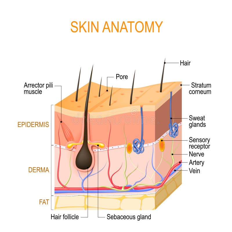 Skin anatomy. Layers: epidermis with hair follicle, sweat and sebaceous glands, derma and fat hypodermis. Vector diagram for educational, medical, biological, and scientific use. Skin anatomy. Layers: epidermis with hair follicle, sweat and sebaceous glands, derma and fat hypodermis. Vector diagram for educational, medical, biological, and scientific use