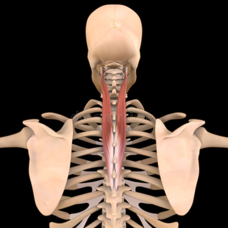 3D Illustration, Muscle is a soft tissue, Muscle cells contain proteins , producing a contraction that changes both the length and the shape of the cell. Muscles function to produce force and motion. 3D Illustration, Muscle is a soft tissue, Muscle cells contain proteins , producing a contraction that changes both the length and the shape of the cell. Muscles function to produce force and motion