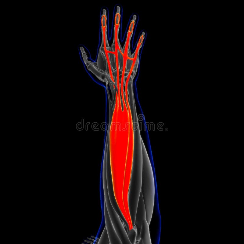 Muscle is a soft tissue, Muscle cells contain proteins , producing a contraction that changes both the length and the shape of the cell. Muscles function to produce force and motion. Muscle is a soft tissue, Muscle cells contain proteins , producing a contraction that changes both the length and the shape of the cell. Muscles function to produce force and motion