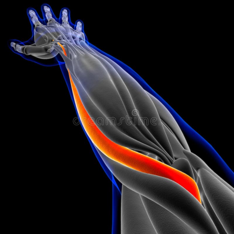 Muscle is a soft tissue, Muscle cells contain proteins , producing a contraction that changes both the length and the shape of the cell. Muscles function to produce force and motion. Muscle is a soft tissue, Muscle cells contain proteins , producing a contraction that changes both the length and the shape of the cell. Muscles function to produce force and motion