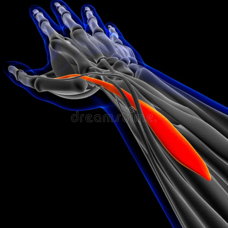 Muscle is a soft tissue, Muscle cells contain proteins , producing a contraction that changes both the length and the shape of the cell. Muscles function to produce force and motion. Muscle is a soft tissue, Muscle cells contain proteins , producing a contraction that changes both the length and the shape of the cell. Muscles function to produce force and motion