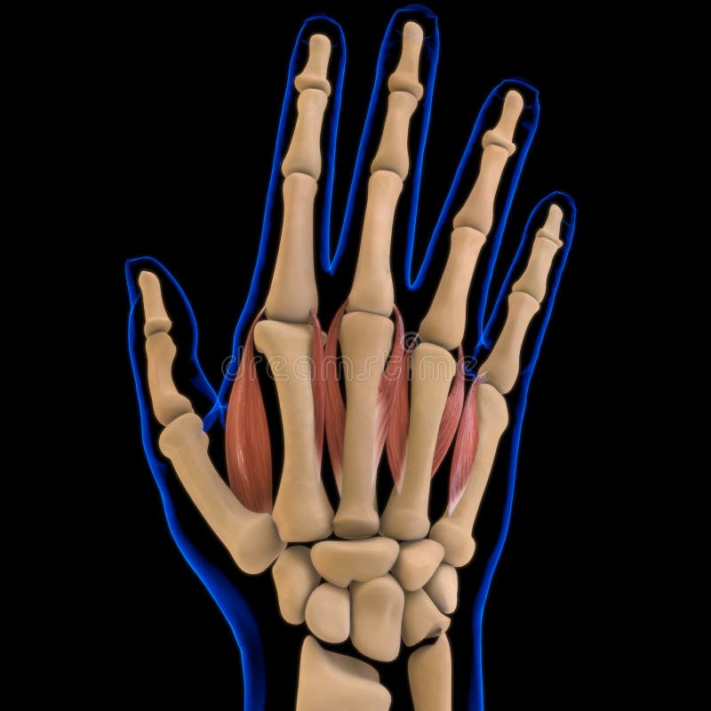 3D Illustration, Muscle is a soft tissue, Muscle cells contain proteins , producing a contraction that changes both the length and the shape of the cell. Muscles function to produce force and motion. 3D Illustration, Muscle is a soft tissue, Muscle cells contain proteins , producing a contraction that changes both the length and the shape of the cell. Muscles function to produce force and motion