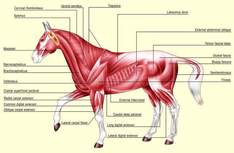Digital illustration: muscles of the horse Isolated on yellow. Digital illustration: muscles of the horse Isolated on yellow
