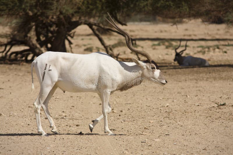 Wild addax nasomaculatus antelope on desert, Israel. Wild addax nasomaculatus antelope on desert, Israel