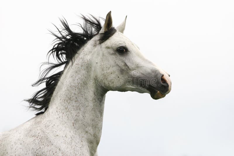 Purebred arab stallion head in movement. Purebred arab stallion head in movement