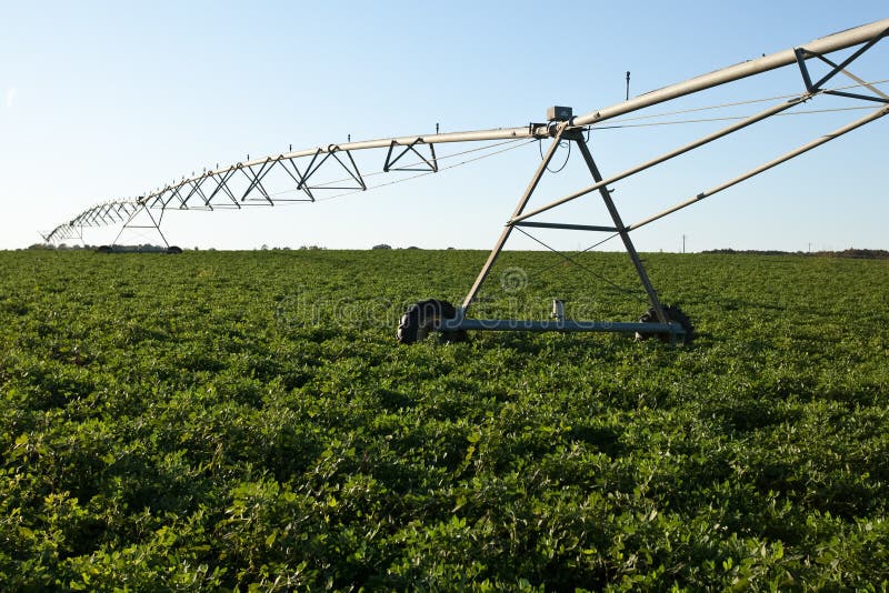 A large farm irrigation sprinkler sits in a field of peanuts. A large farm irrigation sprinkler sits in a field of peanuts