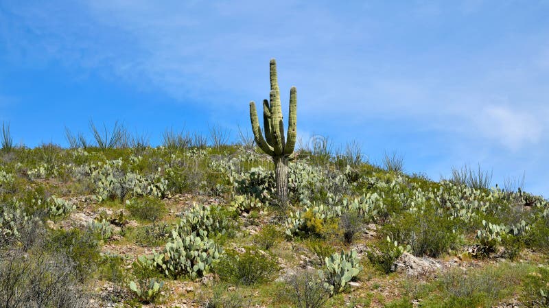 Аризона, пустыня Sonoran: Saguaro на холме колючей груши стоковое фото rf Аризона, пустыня Sonoran: Saguaro на холме колючей груши стоковое фото rf