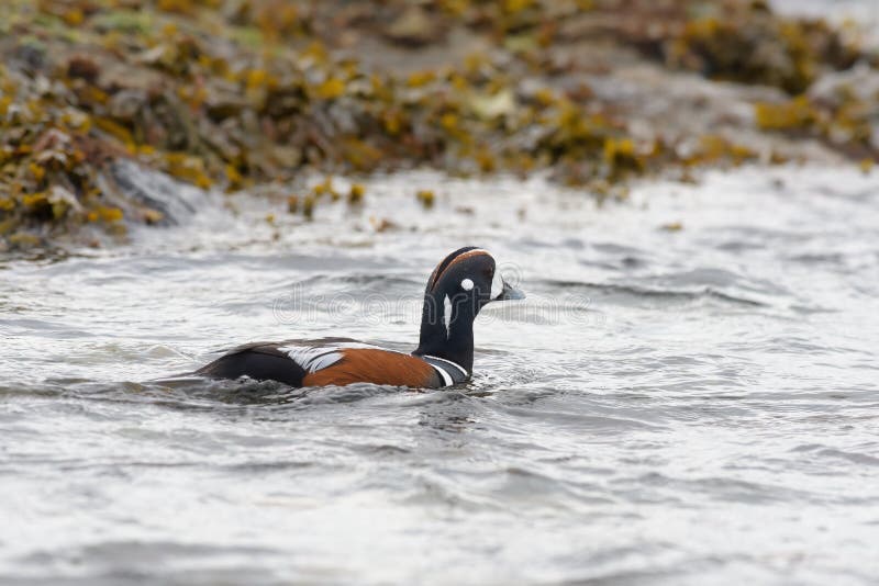 арлекинская утка отдыхает на берегу моря стоковые изображения rf