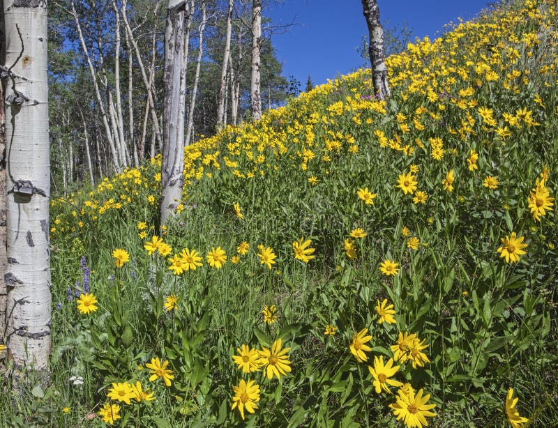 Арника и Aspen стоковые фотографии rf Арника и Aspen стоковые фотографии rf