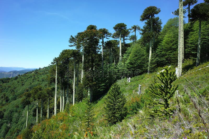 арокария арокана, деревья мартышек на горном склоне в национальном парке в селе