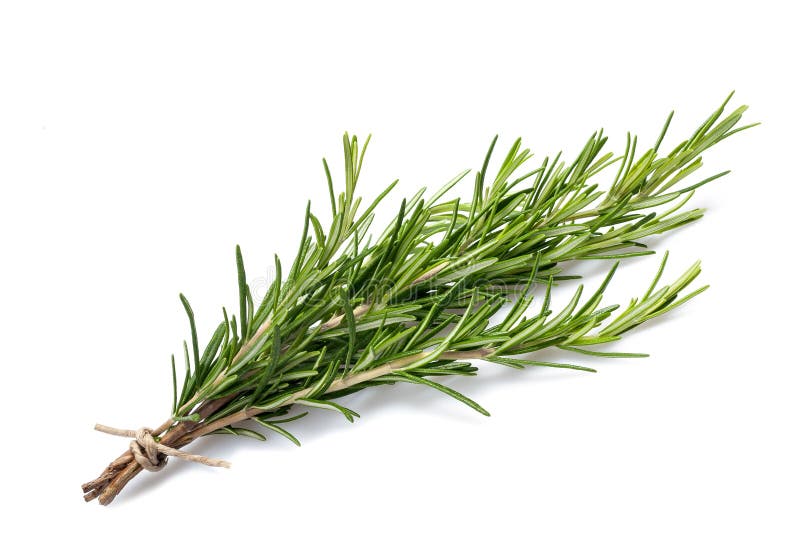 Rosemary branch isolated on white. Rosemary branch isolated on white