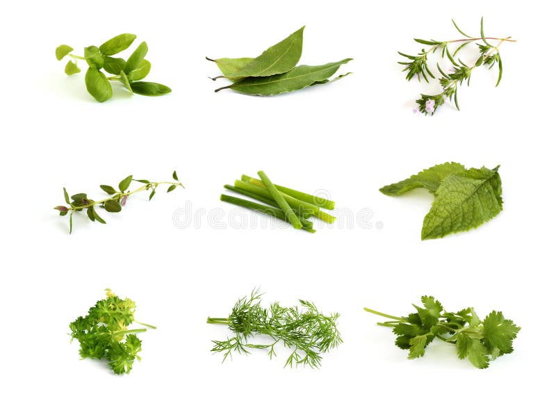 Collection of aromatic herbs - basil, bay leaves, winter savory, thyme, scallion, mint, parsley, dill and cilantro (coriander). Collection of aromatic herbs - basil, bay leaves, winter savory, thyme, scallion, mint, parsley, dill and cilantro (coriander)