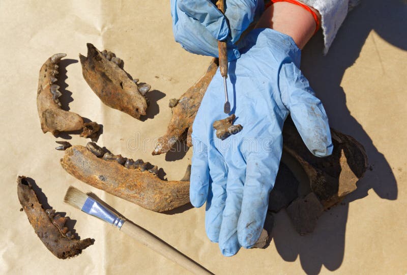 Archaeologist scraper cleans finds-jaws and teeth of medieval animals extracted by ancient hunters. Focus on the tooth and the scraper in the hands of the scientist. Archaeologist scraper cleans finds-jaws and teeth of medieval animals extracted by ancient hunters. Focus on the tooth and the scraper in the hands of the scientist