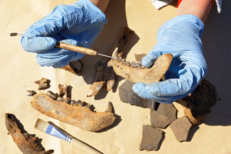 The archaeologist clears and compares the finds - the different jaws and teeth of the bears living in the Middle Ages in Siberia. The focus on the bone and scraper in the hands of the scientist. The archaeologist clears and compares the finds - the different jaws and teeth of the bears living in the Middle Ages in Siberia. The focus on the bone and scraper in the hands of the scientist