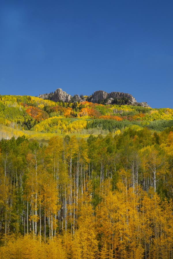 Aspens in Fall in Kebler Pass near Crested Butte Colorado America. The Aspens foliage change color from green yellow leaves. Aspens in Fall in Kebler Pass near Crested Butte Colorado America. The Aspens foliage change color from green yellow leaves
