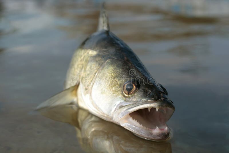 A great zander jumping out of water to attack its prey, bigwig head. A great zander jumping out of water to attack its prey, bigwig head