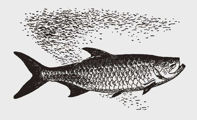Атлантика atlanticus megalops tarpon во взгляде со стороны бесплатная иллюстрация Атлантика atlanticus megalops tarpon во взгляде со стороны бесплатная иллюстрация