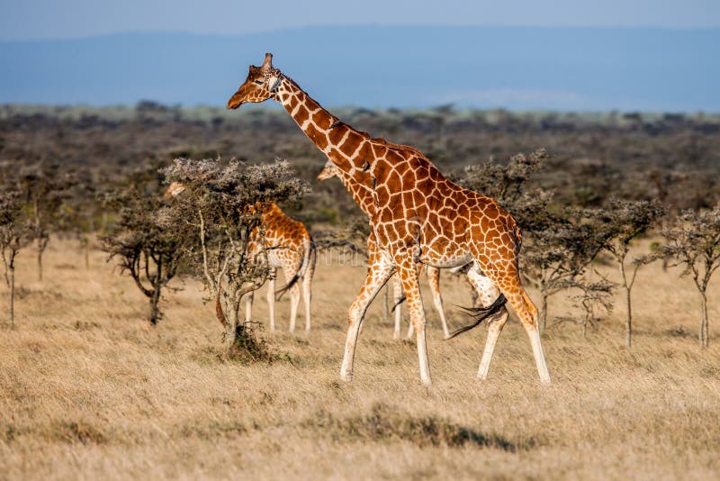 африканская саванна giraffe Эти грациозно и милые животные растительноядные стоковые фотографии rf африканская саванна giraffe Эти грациозно и милые животные растительноядные стоковые фотографии rf