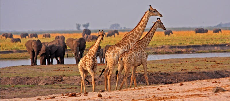 африканские giraffes стоковые изображения африканские giraffes стоковые изображения