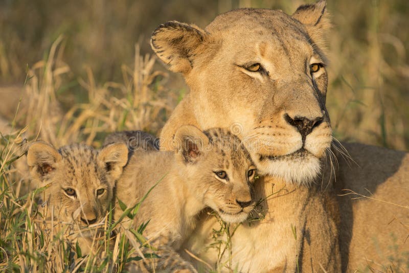 Африканские мать льва и Cubs (пантера leo) Южная Африка стоковые фотографии rf Африканские мать льва и Cubs (пантера leo) Южная Африка стоковые фотографии rf