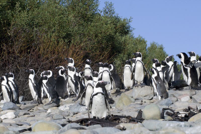 африканские пингвины острова плащи-накидк robben городок