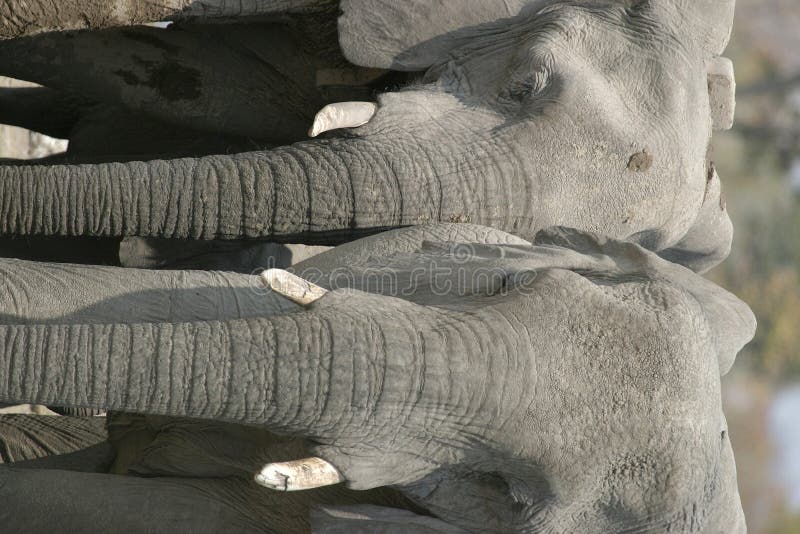 Elephants in Etosha national park, Namibia. Elephants in Etosha national park, Namibia